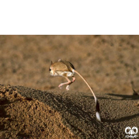 گونه دوپای مصری کوچک Lesser Egyptain jerboa